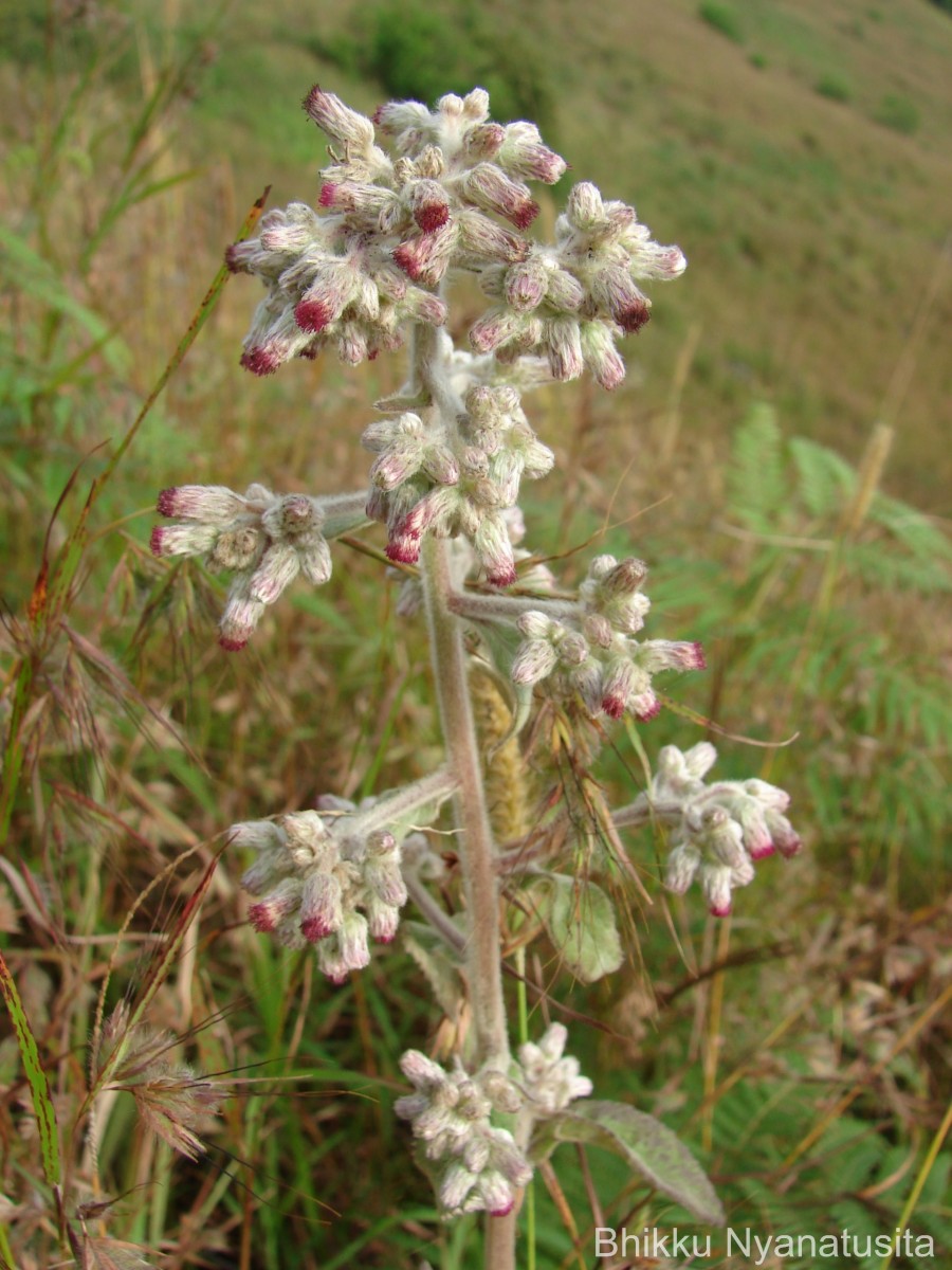 Blumea hieraciifolia var. flexuosa (C.B.Clarke) Randeria